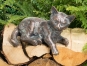 bronze katze liegend