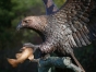 Bronzeadler mit Fisch Detail