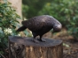 Bronzeskulptur "Gebeugte Taube"