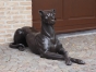 Bronzeskulptur Liegender Dobermann 