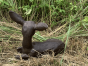 Bronzeskulptur Liegendes Rehkitz aus Bronze von hinten