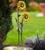Sonnenblume freistehend