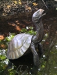 Galapagos-Riesenschildkröte aus Bronze  aus Bronze im Wasser von der Seite 