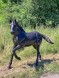 Bronzeskulptur Stehendes Pferd mit einer braunen Patina