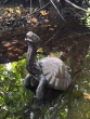 Bronzeskulptur Galapagos-Riesenschildkröte aus Bronze stehend im Wasser von der Seite 