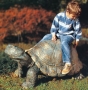 bronze schildkröte groß strassacker