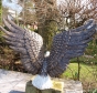 Weisskopf Seeadler 88858 Rottenecker Bronzekunst