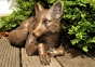 Edition Strassacker Bronzeskulptur "Fuchs, liegend"
