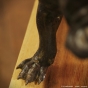 Hund Bronze garten