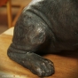 Läufe Bronzebulldogge