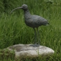Brachvogel