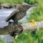 Bronzeskulptur "Eisvogel" Rottenecker