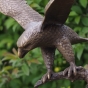 Bronzeskulptur Kopf vom Adler 