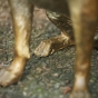 Bronzeskulptur Pfoten von einem Chihuahua sitzend