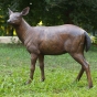 Bronzeskulptur Hirschkuh stehend mit brauner Patina im Garten 