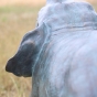 Baby - Elefant als Wasserspeier von Rottenecker.