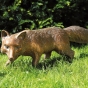 bronzefigur fuchs pirsch