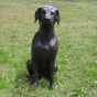 Aufmerksamer Labrador