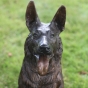 Bronzeskulptur "Schäferhund Rex"