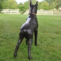 Bronzeskulptur "Deutscher Boxer - Hund"