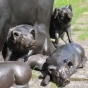 Bronzeskulptur "Hausschwein mit 4 Ferkeln"