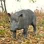 Wildschwein Keiler