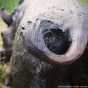 Ringelschwanz Wildschwein aus Bronze