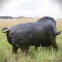 Seite des Bronze Wildschweins aus Bronze