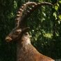 Geweih des Bronzesteinbocks