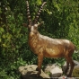 Rottenecker Steinbock