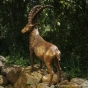 Steinbock links blickend 