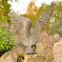 bronzeadler rottenecker
