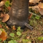 Bronzeelefant gartenskulptur