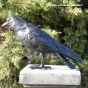 Bronzefigur Faustus-Taubenschreck!