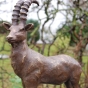 Bronzeskulptur Bronzefigur Steinbock