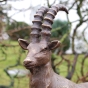 Bock Steinbock klein