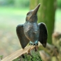 Eisvogel aus Bronze