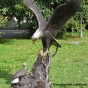 großer bronze See_adler