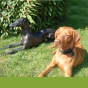 ikon von albatross magyar vizsla