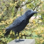 Rabe Bronzefigur Taubenschreck