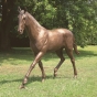 Pferd Limbo Künstlerbronze von G. Mariani für Rottenecker