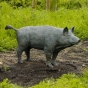  Wildschwein  Bache 88457 von Rottenecker