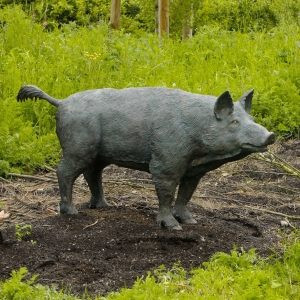  Wildschwein  Bache 88457 von Rottenecker