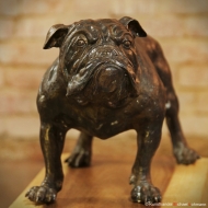 english Bulldog Bronze
