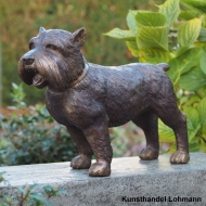 Yorkshire Terrier Hund 