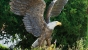 Bronzeskulptur Adler