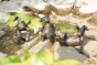 Hase aus Bronze von Rottenecker
