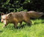 bronze fuchs schleichend strassacker